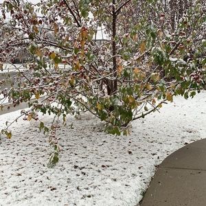 Meet your Posher, Uyen